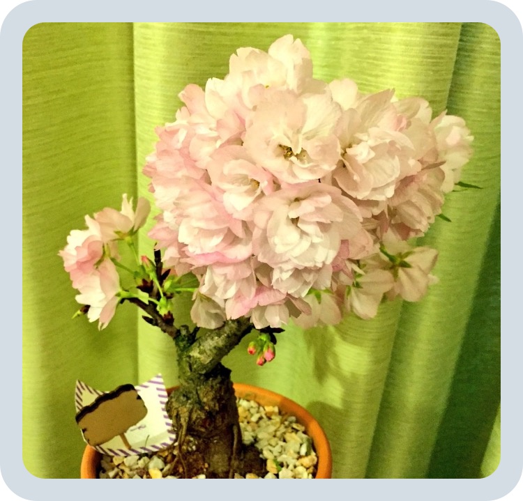 batch_スクリーンショット 2016-05-04 21.10.15