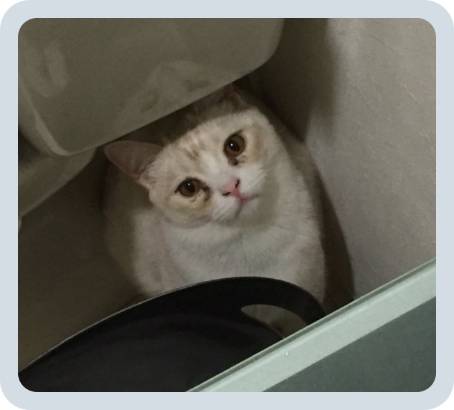 batch_スクリーンショット 2016-05-09 3.26.43