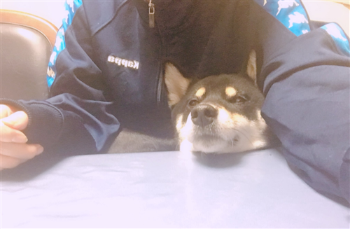 クリスマスに愛犬と過ごすにゃんたこ