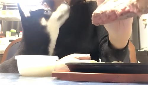 広告収入で買った神戸牛を食べるにゃんたこ