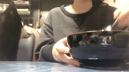 ご飯を食べるにゃんたこ