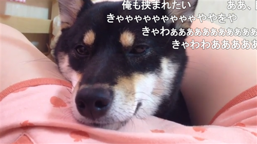 にゃんたこのニコニコ動画